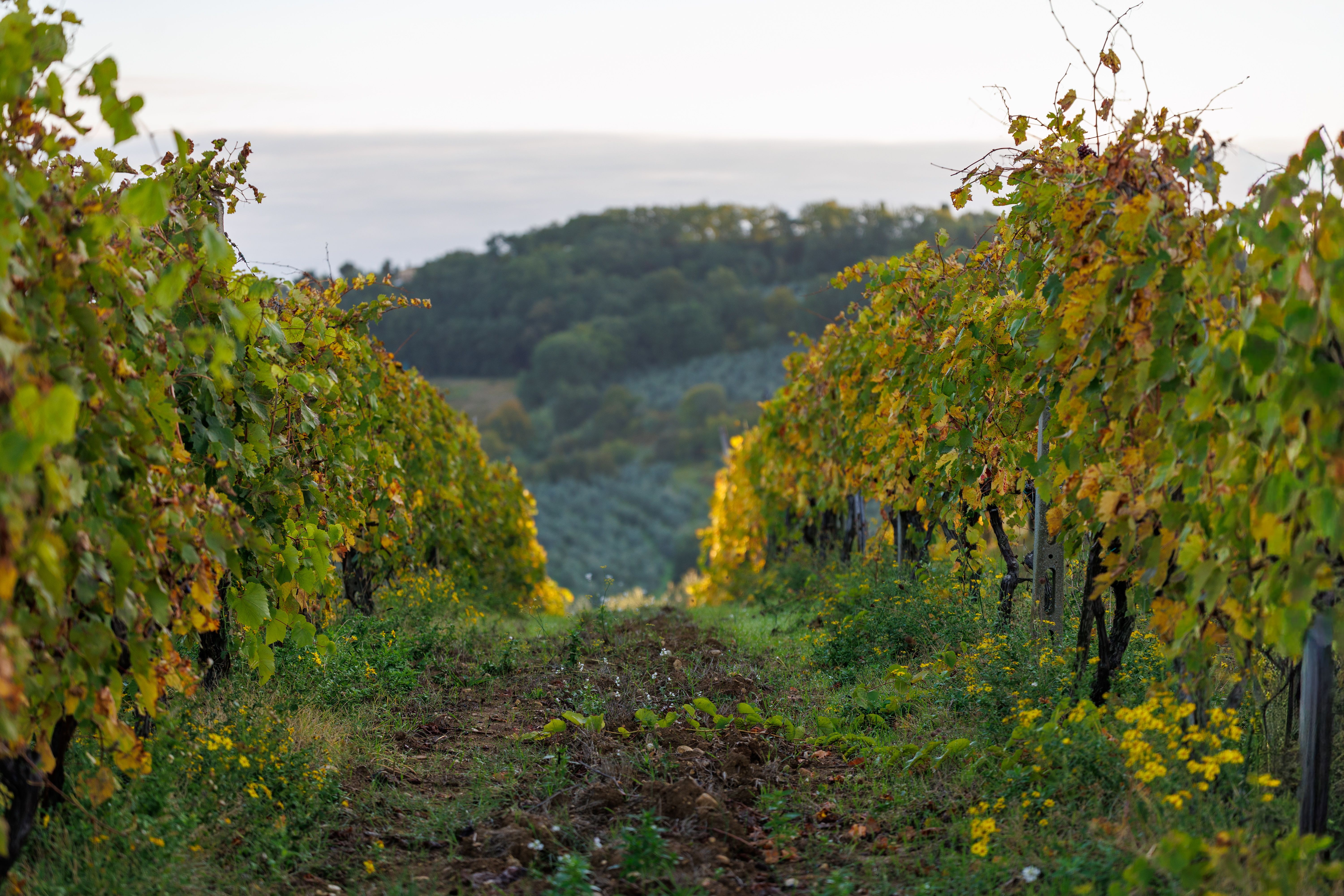 Rows of grape vines overlooking Tuscany Valley